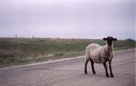 Sheep in Road